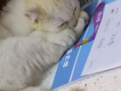 -宠颐生宠物医院·心肾内科·猫专科诊疗中心宠巢店