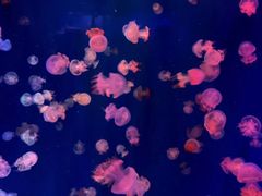 -成都浩海立方海洋公园