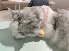 -怪兽屋·羊驼·猫咖·狗咖(俊华广场店)