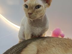 -COLOR PETS 撸猫馆·购猫·猫咖(长风大悦城店)
