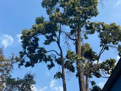 -南宁良凤江国家森林公园