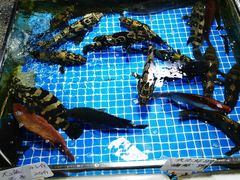-霞涌市场海鲜摆卖区