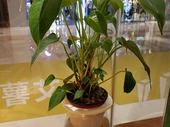 -艾薯夫妇Aysh(红山店)