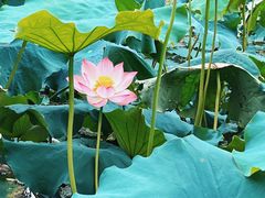 -花开海上生态园