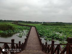 -荷塘月色湿地公园·向阳花洲