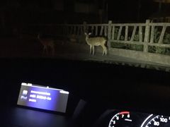 -清迈夜间动物园