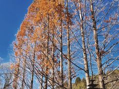 -白水寺森林公园