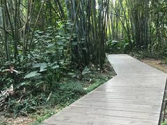 -大屏嶂森林公园