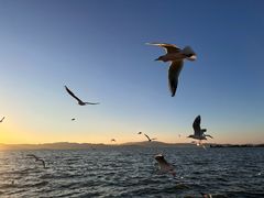 -山大王菌莊