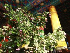 IMG_1707-大明幻境第一城