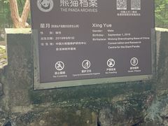 -都江堰中华大熊猫苑