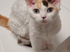 -山宅一喵德文卷毛猫舍