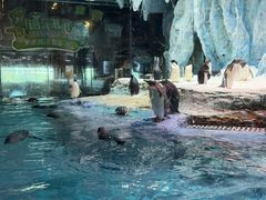 -帝企鹅自助餐厅•儿童岛•真企鹅(长隆企鹅酒店)