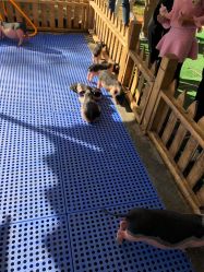 -萌宠亲子动物乐园(槐房万达店)