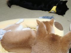 -逗柴咖啡屋·狗咖猫咖宠物桌游