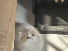 -lincat·猫舍(广州店)