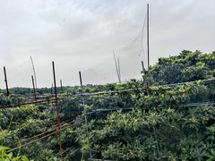 -东山风景区(洞庭东山)