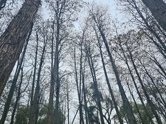 -杭州植物园