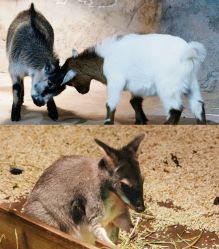 -Zoolung Zoolung动物主题公园(海信广场店)