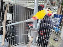 -菊园百果园