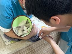 -动物缘宠物医院·骨科·猫科(西二环店)