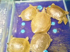 -盒马鲜生(莱蒙都会店)