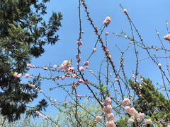 -桃花堤公园