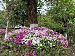 -铁山坪森林公园