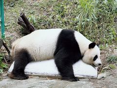 -广州长隆野生动物世界