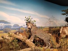 -陕西自然博物馆