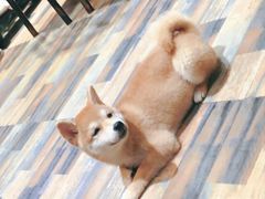 -柴源莊·柴小宠柴犬咖啡