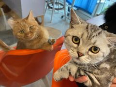 -纳吉亚猫专科动物医院博雅分院
