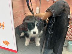 -FAELING PETS美天灵宠物(合生汇店)