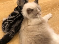 -猫咪派对(江南西店)