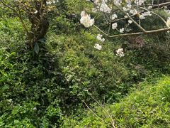 -樱桃山旅游景区