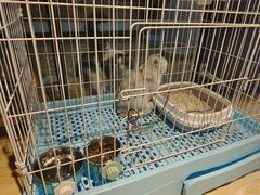 -翊宠yipet猫狗购宠庄园犬舍•猫舍