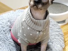 -李小姐の猫咖啡馆(五角场店)