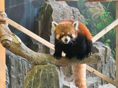 -绿色星球动物主题公园