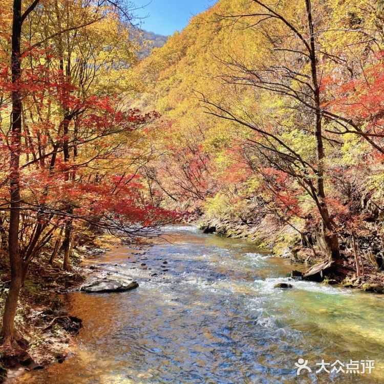 本溪枫叶红了🍁秋季关门山只为这一抹红