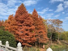 -顾村公园