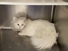-萌兽医馆·犬猫专科·眼科中心·宠物医院(朝阳门分院)