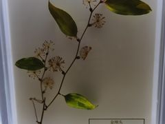-广东中医药博物馆