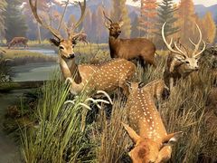 -陕西自然博物馆