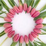 亭亭玉立郁金香🌷