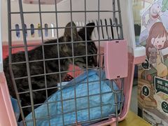 -瑞派名望24h动物医院异宠专科·猫专科·骨科·重症监护分院
