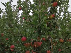 -万源龙顺度假庄园生态观光园