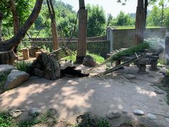 -都江堰中华大熊猫苑