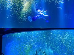 -合肥海洋世界