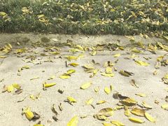 -重庆彩云湖湿地公园