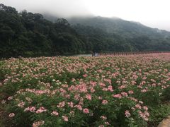 -广州市石门国家森林公园